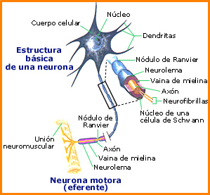 i_neurona.jpg