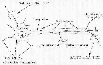neuro1.jpg